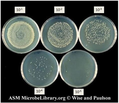 5.1: Introduction to Enumeration of Bacteria - Biology LibreTexts