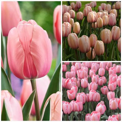 Tulip Salmon Impression Bulbs Bloom Spring Cm Planting Bulbs