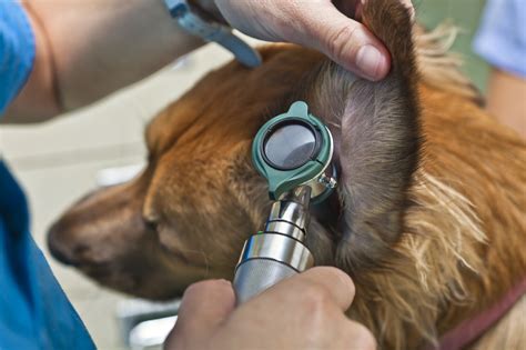 All Ears: Veterinary Otoscopy | OVRS Blog | OVRS