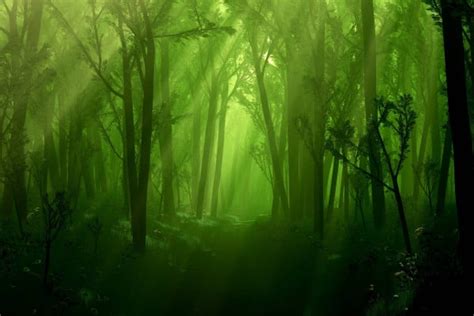 Forest Dual Screen Wallpapers - Top Free Forest Dual Screen Backgrounds ...