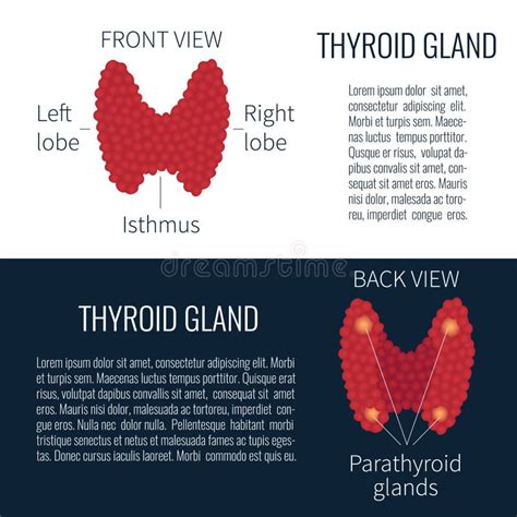 Vista Anteriore E Posteriore Ghiandola Tiroide Illustrazione Vettoriale