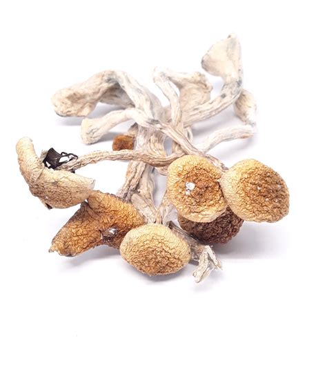 Buy Camp Gummies With Psilocybin Mushroom Extract Superfunguy