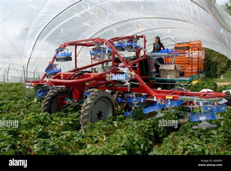 Strawberry Harvester Machine Images