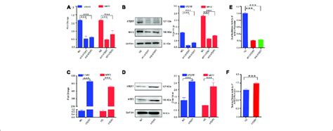 Human Telomerase Reverse Transcriptase Htert Upregulates Nrf