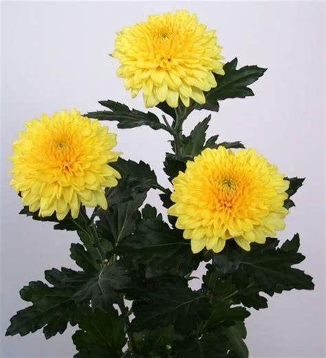 Жёлтые хризантемы | Fiori