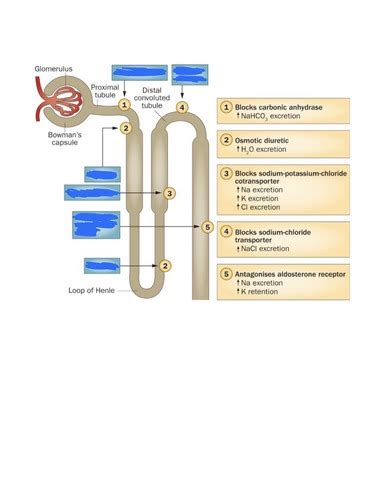 Lecture 4 Diuretics Exam 1 Flashcards Quizlet