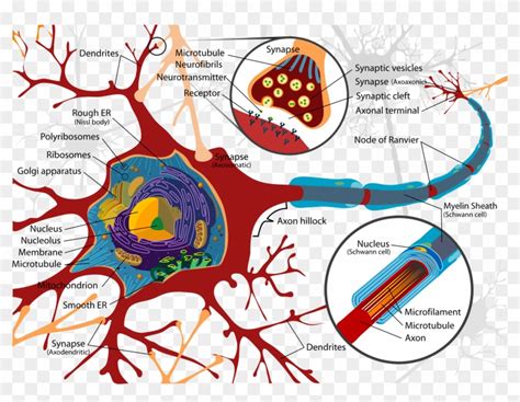 The Cell Body - Neuron Cell Membrane, HD Png Download - 1920x1398 ...