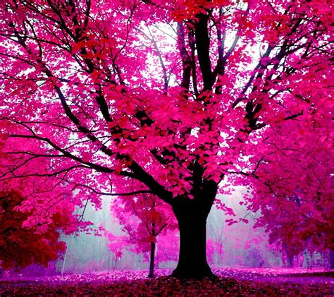 Nature In Pink Beauty Nature Pink Tree Hd Wallpaper Peakpx