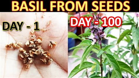 How To Grow Basil Plant From Seeds Complete Video From Seed To Plant Sproutingseeds Youtube