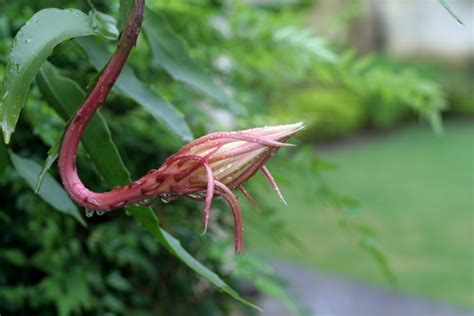 Brahma Kamal or Flower of Bethlehem - Latika Roy Memorial Foundation | Disability India