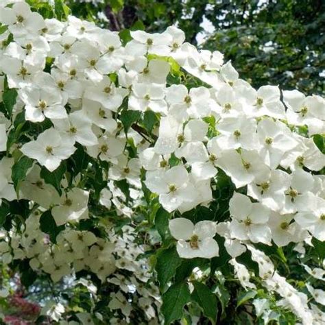 White Flowering Dogwood Tree - Mehrabyan Nursery