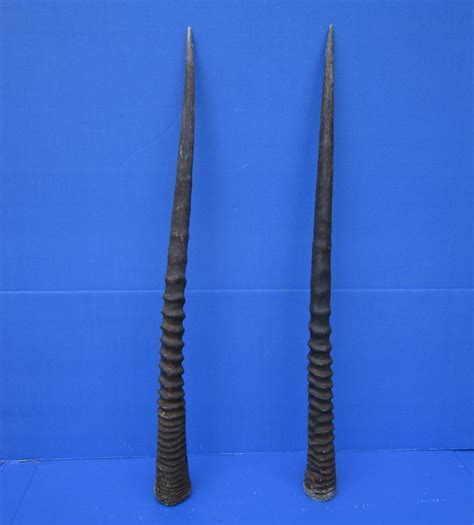 Two African Gemsbok Horns, Oryx Horns 30-1/2 inches