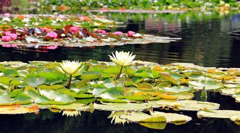 Oxygenating Pond Plants - Pond Guides | Pond Planet