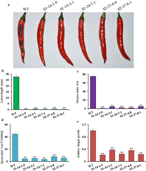 Identification Of Anthracnose Resistance In Homozygous Pepper Mutant