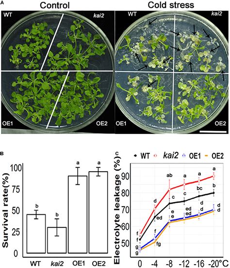 Frontiers Overexpression Of Karrikins Receptor Gene Sapium Sebiferum