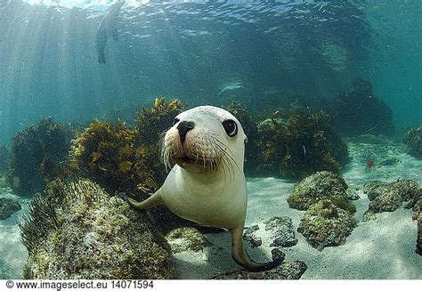 Australian Sea Lion Australian Sea Lion,australia wildlife,fauna,funny ...