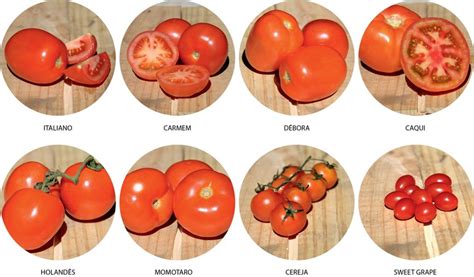 Variedades Y Tipos De Tomate Jitomate Infoagronomo Off