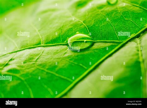 Water Drop On Green Leaf Macro Stock Photo Alamy