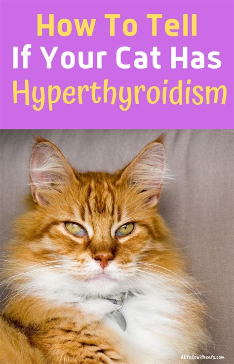 What Is Hyperthyroidism In Cats And Can It Be Cured In 2021 Cats