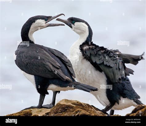 Black Facedcormorant 0038 Hi Res Stock Photography And Images Alamy