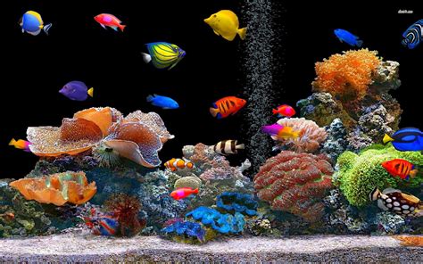 Animated Aquarium Desktop Wallpaper 53 Images