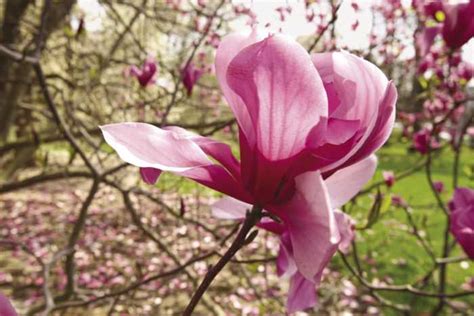 Pink Magnolia Tree: A Beautiful Addition To Any Garden - Discover The ...