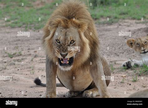 Top 999 Angry Lion Images Amazing Collection Angry Lion Images Full 4K