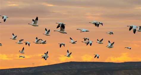 Hd Wallpaper Swans Flight Bird Lot Sky Geese Birds Flock