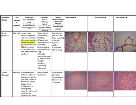 Histology Lab Worksheet Name Of Tissue Type Epithelial Or Connective Locations Find In