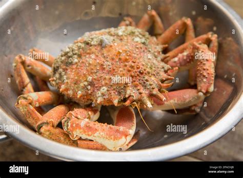 A Boiled Cooked Spider Crab Maja Brachydactyla That Has Been Left To