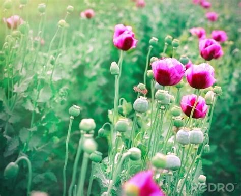 Fototapete Violette Mohnblumen Auf Dem Feld Nach Ma Myredro De