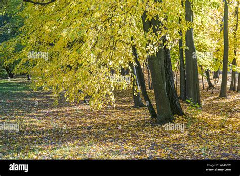 Beech Tree Branch With Yellow Leaves Park In Fall Season Natural