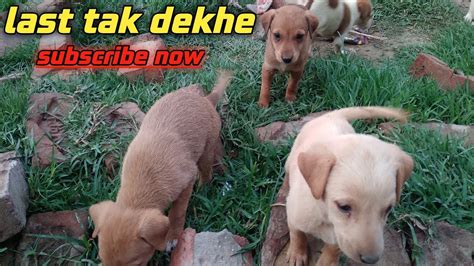 Cute Puppies Video My First Vlog My First Vlog Kuttey Pille