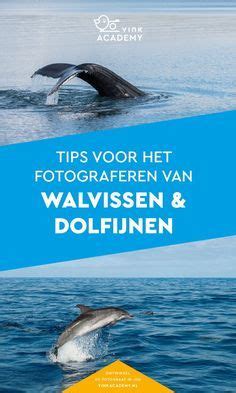 Dolfijnen En Walvissen Fotograferen Tips Vink Academy