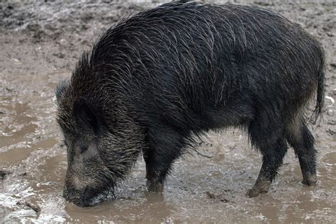 Wild Wildschweine Wald Kostenloses Foto Auf Pixabay