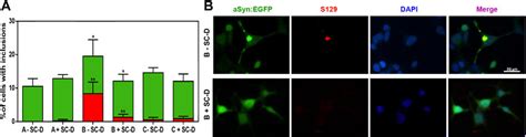 Effect Of α Syn Strains In Aggregation Of Endogenously Expressed