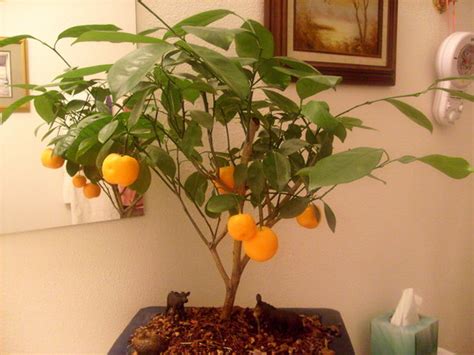 Bonsai Calamondin Mandarin Orange : Grows on You