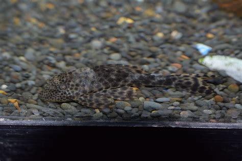 common pleco