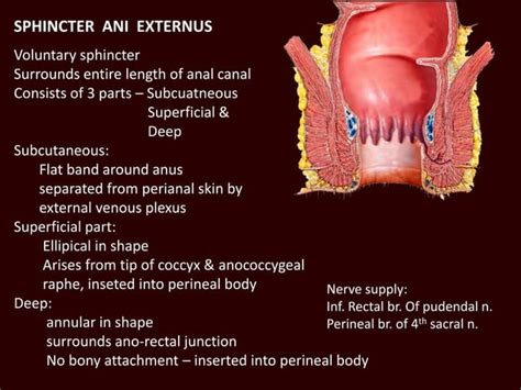 Anatomy Of Anal Canal PPTX Obscenity And Profanity Sensitive Topics