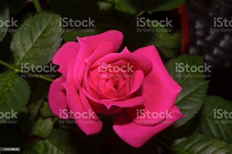 Single Red Rose Bud Close Up Stock Photo - Download Image Now - Beauty