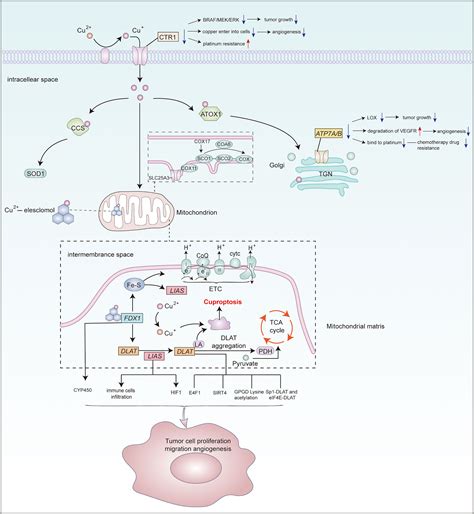 Frontiers The Implications And Prospect Of Cuproptosis Related Genes And Copper Transporters