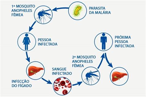 Conhe A O Ciclo Da Mal Ria E Saiba Como Identificar Esta Infec O Tua