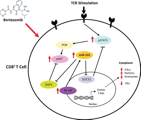 Frontiers Bortezomib Sustains T Cell Function By Inducing Mir 155 Mediated Downregulation Of