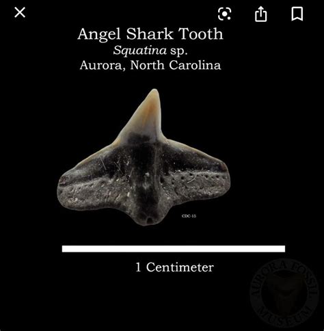 Angel Shark Tooth Shark Teeth Shark Tooth Fossil Shark