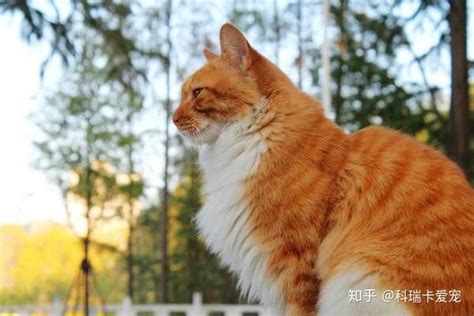 橘猫为什么那么胖？「科瑞卡科普」 知乎