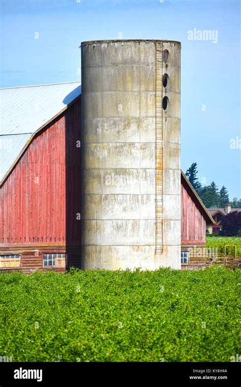 Barn with silo in front of it and crop growing in the field. A tiny ...