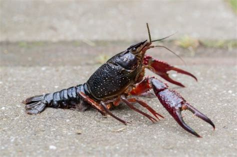 Red swamp crayfish | ontario.ca