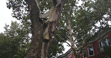 London Plane Trees Shedding Album On Imgur