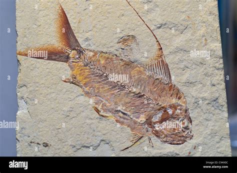 Fossil Fish Nematonotus Longispinus Of Cretaceous Age From Lebanon