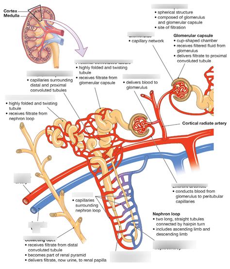 Structure Of A Nephron Diagram Quizlet